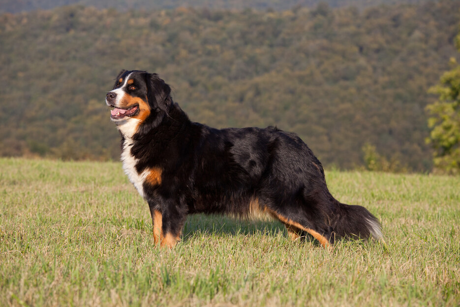 Pension canine Haute Savoie Pension canine Haute Savoie